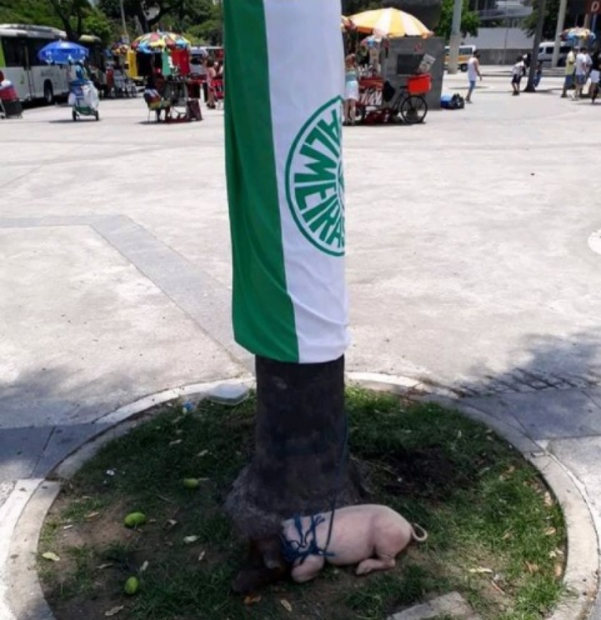 Porco é preso na porta do Maracanã
